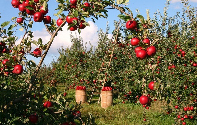 Sicherheit im Garten