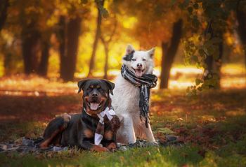 Hunde im Herbst